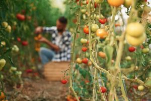 Growing Tomatoes